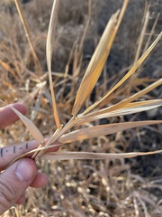 Phalaris arundinacea