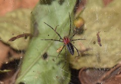 Aglaoctenus castaneus