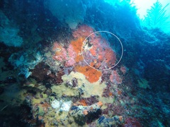 Monanchora arbuscula