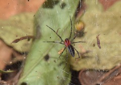 Aglaoctenus castaneus