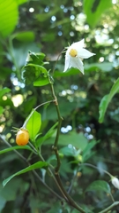 Lycianthes stephanocalyx