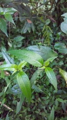 Lycianthes stephanocalyx