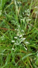 Poa arachnifera