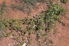 Mirabilis oxybaphoides