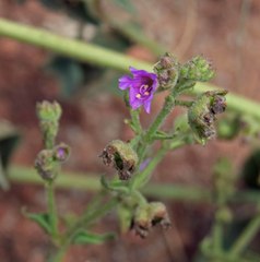 Mirabilis oxybaphoides