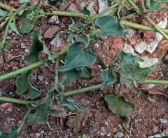 Mirabilis oxybaphoides