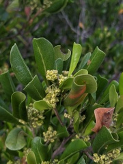 Dodonaea viscosa subsp. elaeagnoides image