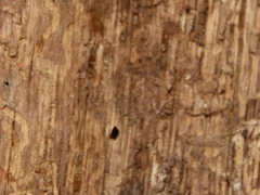 Agrilus auroguttatus