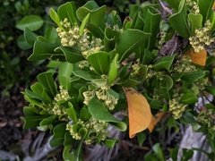 Dodonaea viscosa subsp. elaeagnoides image