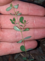 Euphorbia porteriana