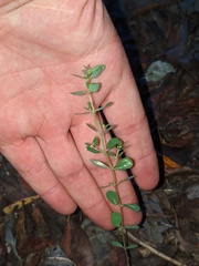 Euphorbia porteriana
