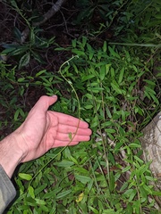 Jacquemontia havanensis