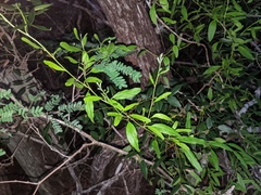 Jacquemontia havanensis