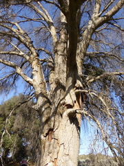 Agrilus auroguttatus