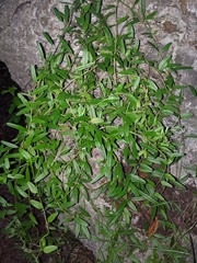 Jacquemontia havanensis