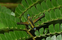 Eumastax