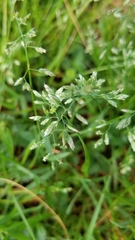 Poa arachnifera