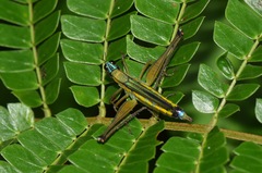 Eumastax