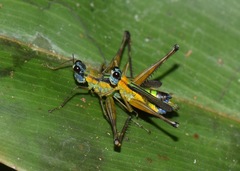 Eumastax