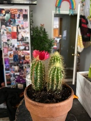 Aporocactus flagelliformis