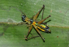 Eumastax