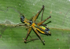 Eumastax