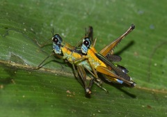 Eumastax