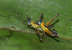 Eumastax