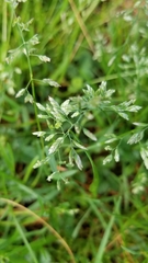 Poa arachnifera
