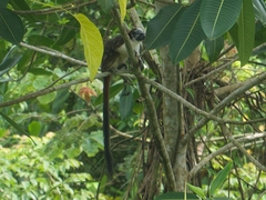 Saguinus geoffroyi