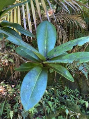 Ardisia glauciflora