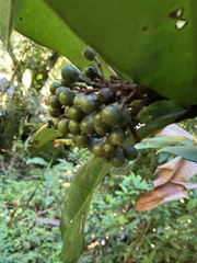 Ardisia glauciflora