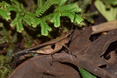 Xiphiola cyanoptera