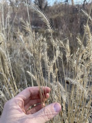 Agropyron cristatum