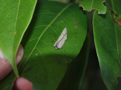 Apela