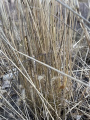 Agropyron cristatum