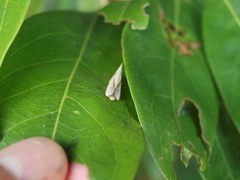 Apela