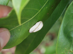 Apela