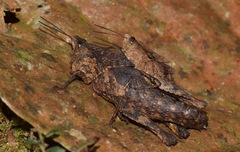 Colpolopha biloba