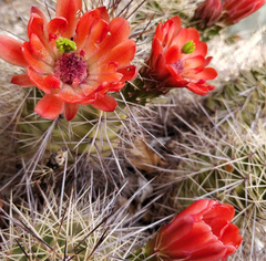 Echinocereus coccineus rosei