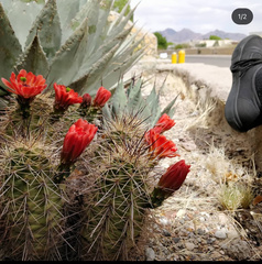 Echinocereus coccineus rosei