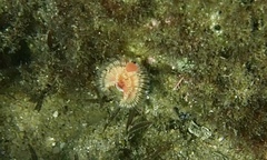 Serpula