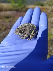 Hyla arenicolor