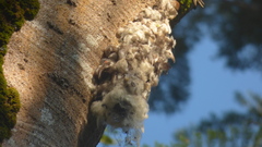 Panyptila cayennensis