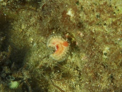 Serpula