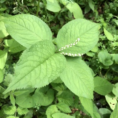 Chloranthus serratus