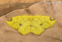 Periclina apricaria