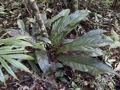 Anthurium crenatum
