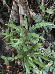 Lindsaea lancea