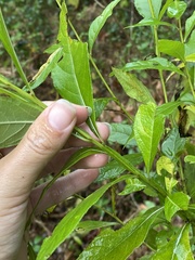 Verbesina walteri